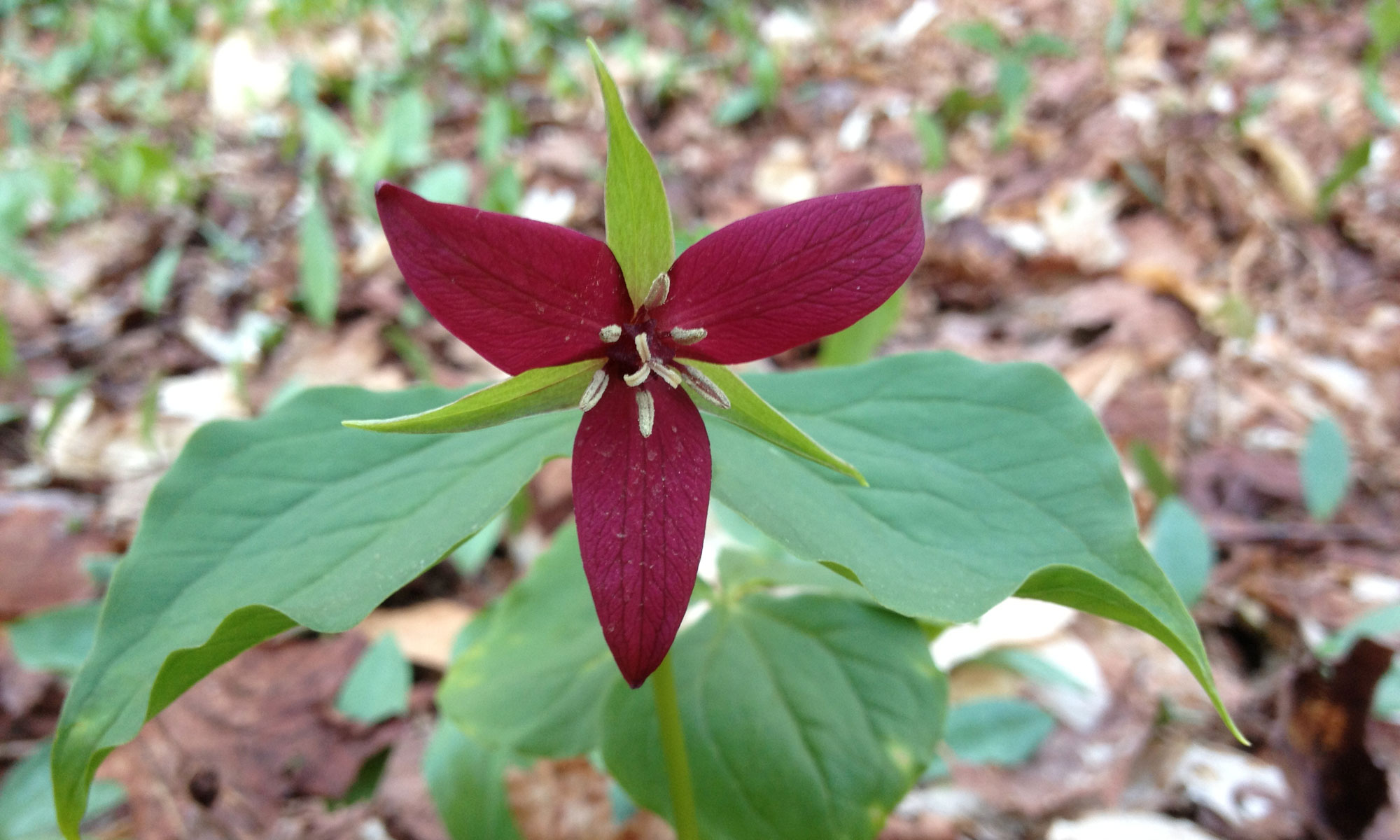 Trillium