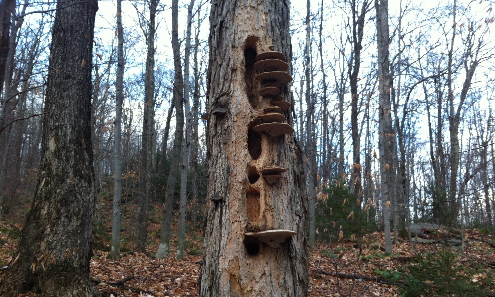 A well-utilized tree with interesting fungi