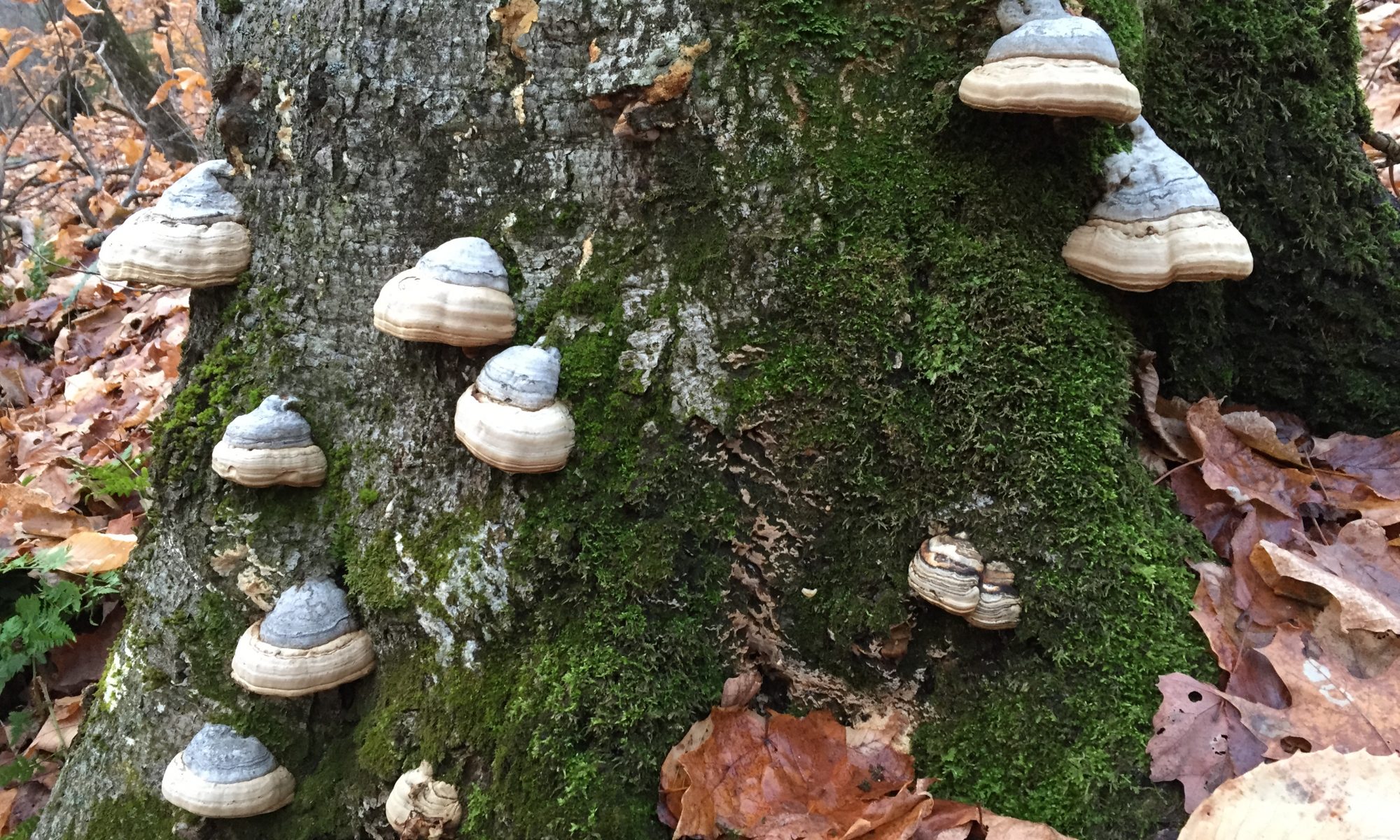 Beautiful fungi