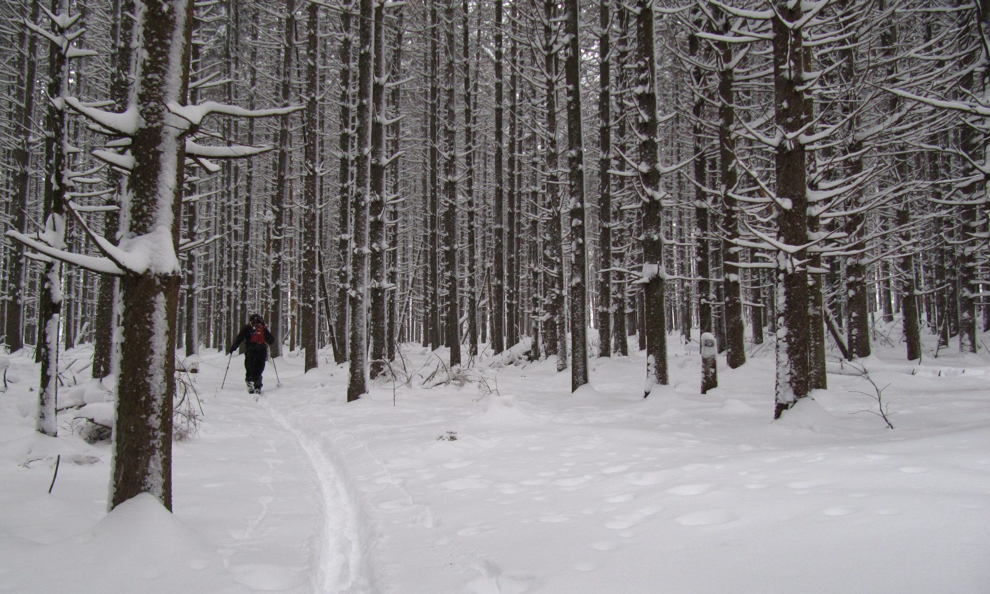 Ski touring through the enchanted forest