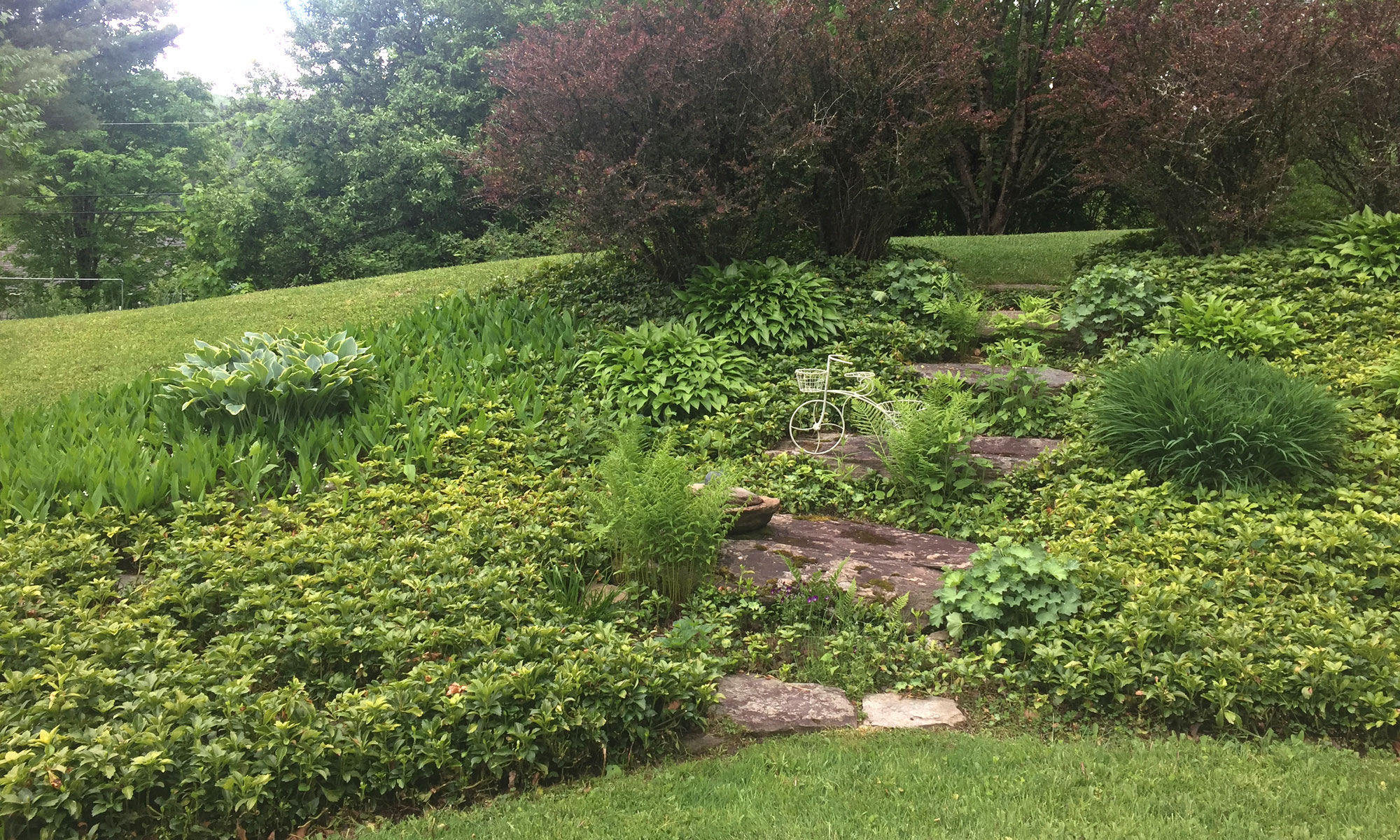 The rock garden—the Pachysandra is winning!