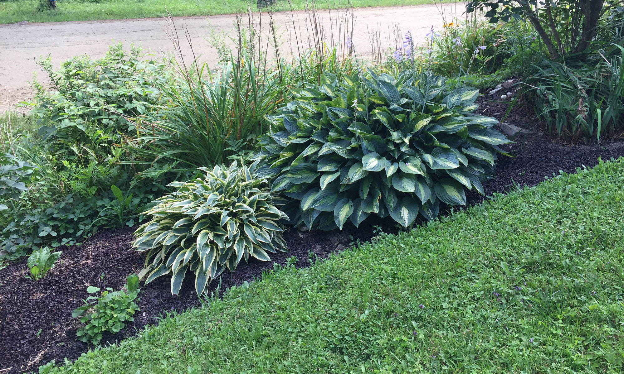 I love large hostas!