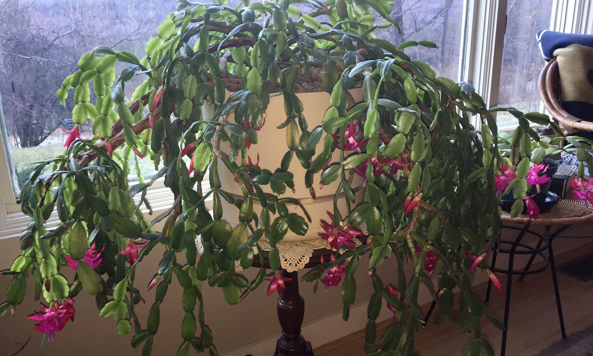 Christmas Cactus