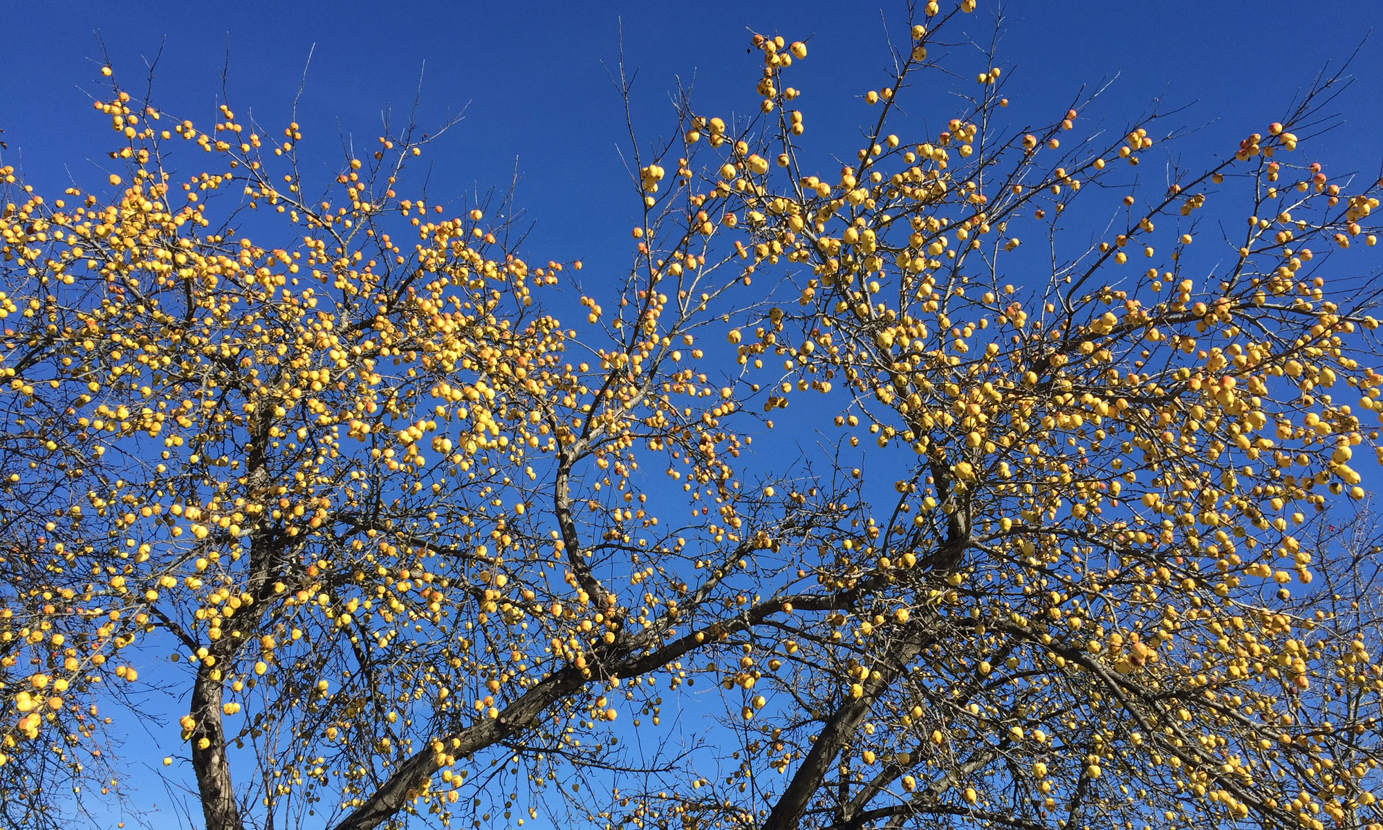 Yellow apples on sky background