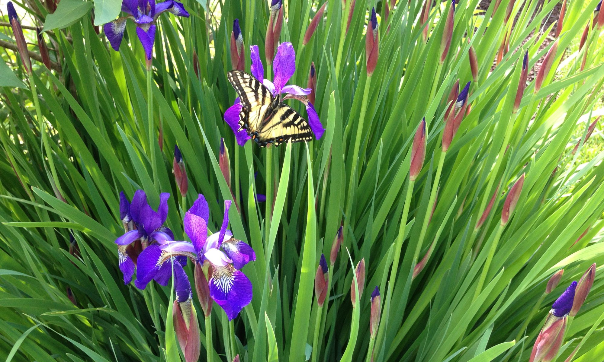 Wild irises