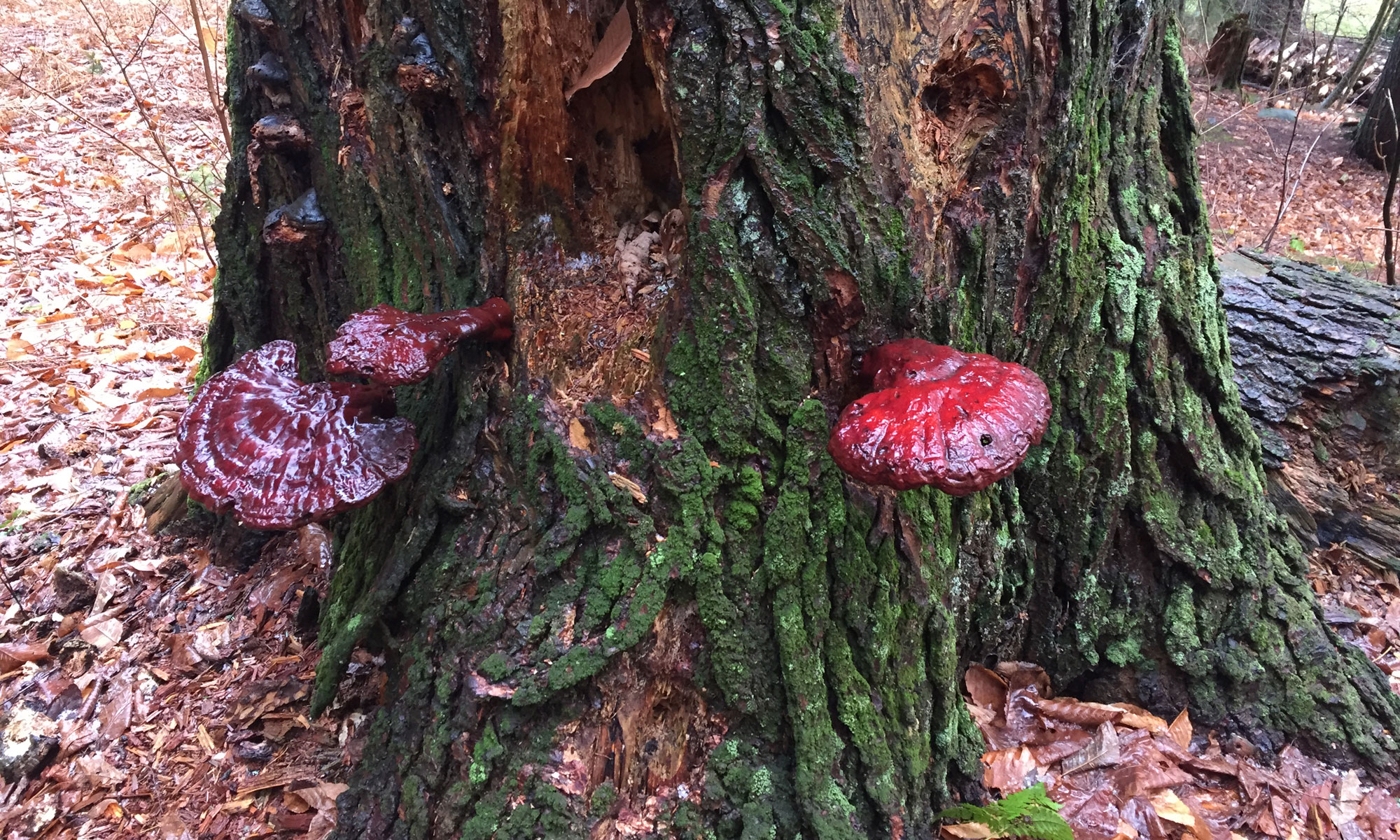 Red Fungi