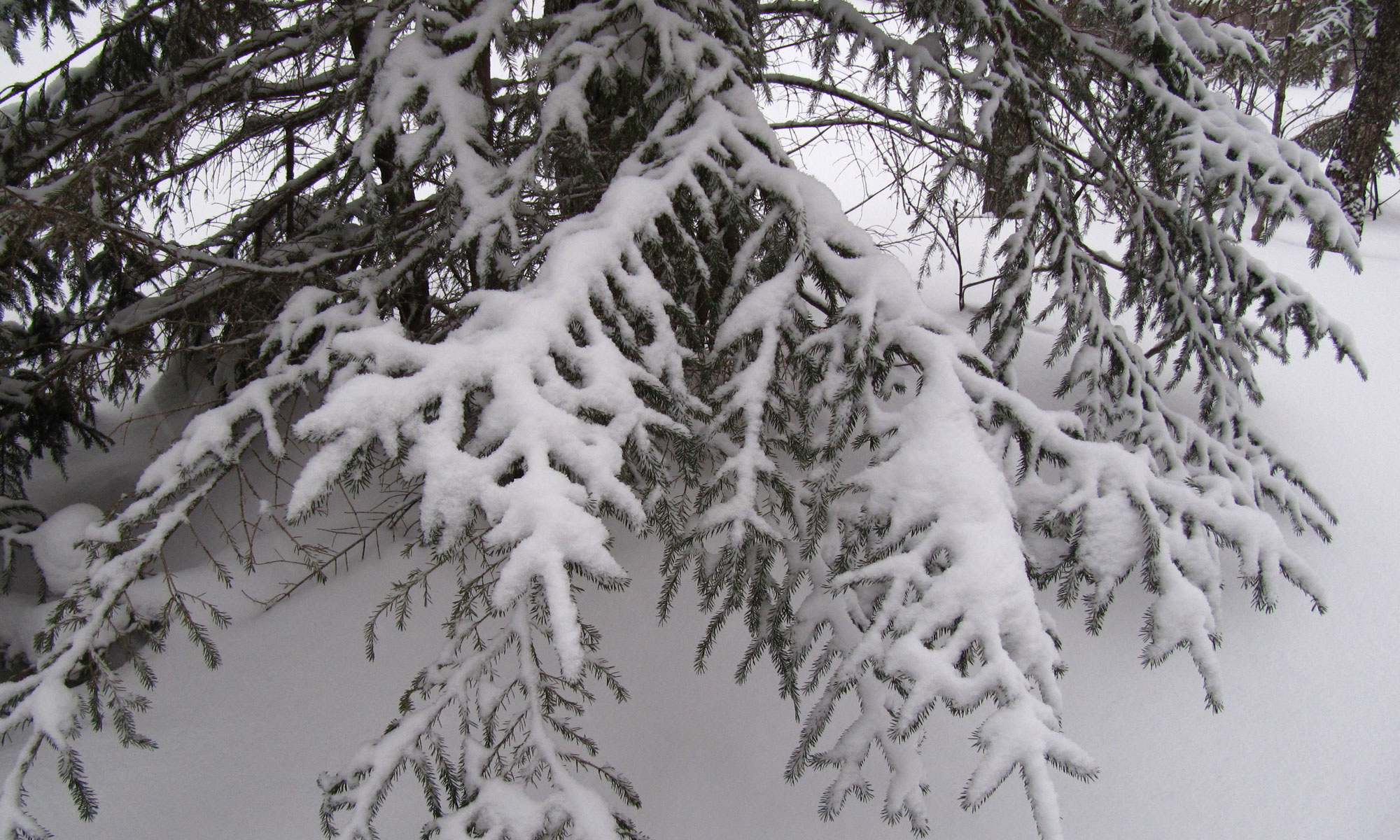 Snow Fingers